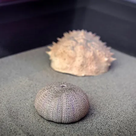 卡萨戴齐克公寓 罗维尼